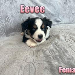 Miniature American Shepherd and Miniature Australian Shepherd Puppies from Regal Miniature American Shepherds | Regal Miniature Australian Shepherds