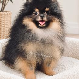 Shadow - Pomeranian