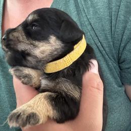 Yellow - Black and silver female Miniature Schnauzer puppy in Sparta, North Carolina from New River Miniature Schnauzers