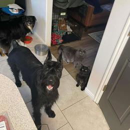 Lilly - Black female Giant Schnauzer puppy in Lithia, Florida from Elegy Kennels