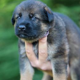 Purple collar - Sable female German Shepherd puppy in Prospect, Connecticut from Di Massimo Canile