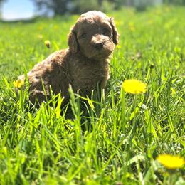 Callie - Red female Labradoodle puppy in Clinton, Ohio from P&L Doodles