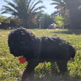 Jasper - Black male Poodle puppy in Hesperia, California from Sweetie Pie Poodles