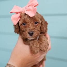 Denali - Red  female Goldendoodle puppy in Wake Forest, Utah from Dreamcoat Doodles