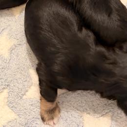 Miniature Schnauzers from Semien Family Kennels
