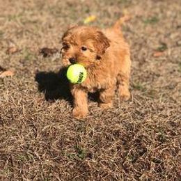 Goldendoodle Puppies from Rocks & Roses Doodles