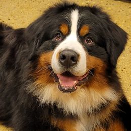 Bernese Mountain Dog Puppies from Pasch’s Beautiful Bernese