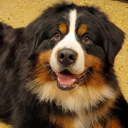 Bernese Mountain Dog Puppies from Pasch’s Beautiful Bernese