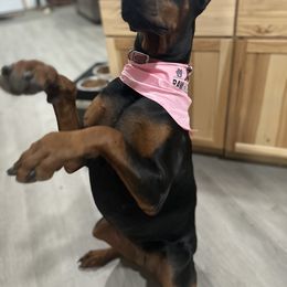 Doberman Pinscher All Grown Up from Jason Dobermans