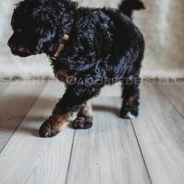 Bernedoodle Puppies from Southern Oak Breeders LLC