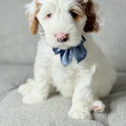Australian Labradoodle Puppies from Miami Australian Labradoodles