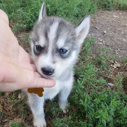 Yellow - Gray and white male Siberian Husky puppy in Mccool Junction, Nebraska from Sininger Lagoon