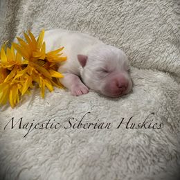 Siberian Husky Puppies from Majestic Siberian Huskies