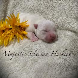 Siberian Husky Puppies from Majestic Siberian Huskies