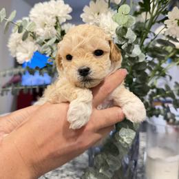 Mimishootka - Apricot female Maltipoo puppy in Littleton, Colorado from Marina's Maltipoos