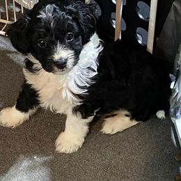 Aussiedoodle, Bernedoodle, and Poodle Puppies from Sis' Doodles & Poodles