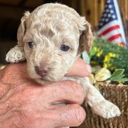 Liberty,   2 weeks old - Buff male Cockapoo puppy in Crawford, Colorado from Saddle Mountain Doodles