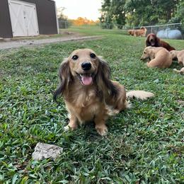 Lily - Dachshund