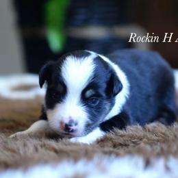 Boy 2 - Black tri male Toy Australian Shepherd puppy in Russellville, Arkansas from Rockin H Aussies