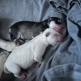 Alaskan Klee Kai Puppies from Kyrie Mulalley