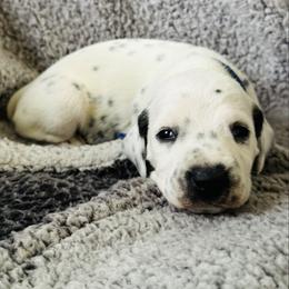 Boy 1 - White and black male Dalmatian puppy in Westhoff, Texas from Smart Dalmatians