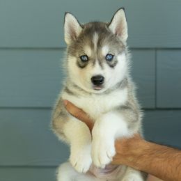 Sonic - Gray and white male Siberian Husky puppy in Mc Cleary, Washington from Chelsea's Huskies