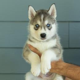 Sonic - Gray and white male Siberian Husky puppy in Mc Cleary, Washington from Chelsea's Huskies