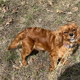 Molly - Cavalier King Charles Spaniel