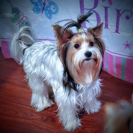 Brena - Biewer Terrier