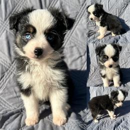 Sirius - Black tri male Toy Australian Shepherd puppy in Brooker, Florida from Honey, I Shrunk the Aussies