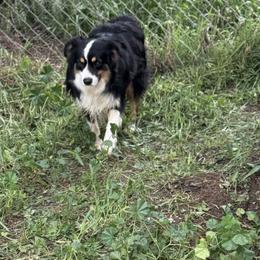 Marston - Miniature Australian Shepherd