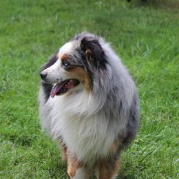 Rooster - Australian Shepherd