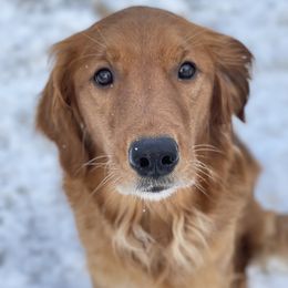 Daisy - Golden Retriever