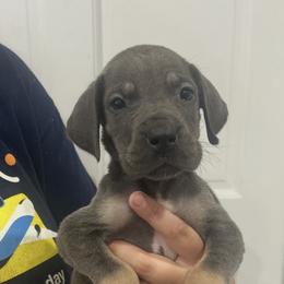Foxy Baker - Blue and white female Great Dane puppy in Florida from Beachside Kennels