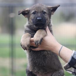 Unix - Sable female German Shepherd puppy in Philippi, West Virginia from Vom Haus Highlands
