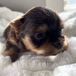 Blue - Chocolate and tan male Yorkshire Terrier puppy in California from All Star Yorkies