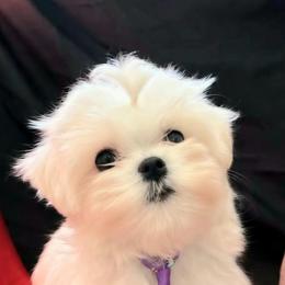 Lincoln - White male Maltese puppy in Mercer, Pennsylvania from Stone Ridge Maltese