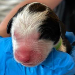 Guinness - Brown and white male Sheepadoodle puppy in Rocky Point, North Carolina from CelticDoods
