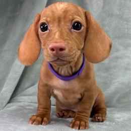 Female 1 - Red female Dachshund puppy in Birmingham, Alabama from LongBottomDachshunds