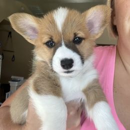 Pembroke Welsh Corgi Puppies from Sweet Bailey and The Corgi Babes