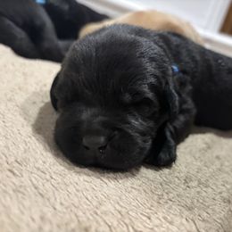 Saul - Black male Labrador Retriever puppy in Mesa, Arizona from Merakxel Kennels