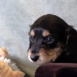 Boy 3 - Black and tan male Dachshund puppy in Mt. Sterling, Illinois from Doxie Do's