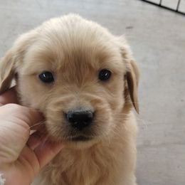 Golden Retriever Puppies from J-R Farms Goldens