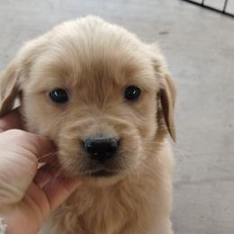 Golden Retriever Puppies from J-R Farms Goldens