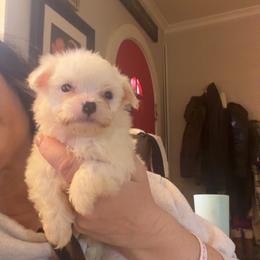 Chief - White male Morkie puppy in Pittsburgh, Pennsylvania from Maria's Morkies & More