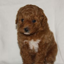 Australian Shepherd, Goldendoodle, and Poodle Puppies from 5AFarms
