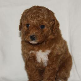 Australian Shepherd, Goldendoodle, and Poodle Puppies from 5AFarms
