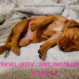 Goldendoodle Puppies from Big Top Doodles