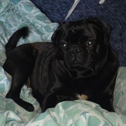 Gigi - Black female Pug puppy in Olin, North Carolina from Piggy Pugs