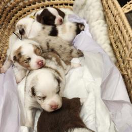 Australian Shepherd Puppies from Out of the Blue Aussies